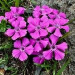 Dianthus glacialis Flor