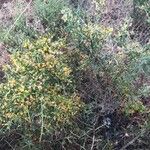 Genista fasselata Jani