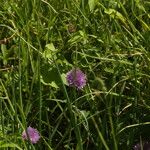 Allium schoenoprasum Blad