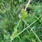 Carex mairei Blodyn