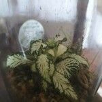 Fittonia albivenis List