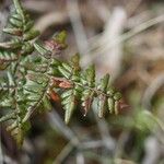 Pellaea quadripinnata Blatt