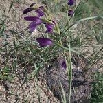 Gladiolus atroviolaceus Blüte