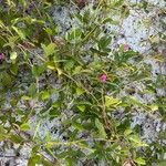 Galactia striata फूल