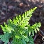 Asplenium onopteris Leaf