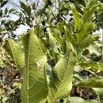 Combretum apiculatum Leaf