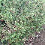 Eremophila maculata Habit