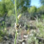 Linaria simplex Fruitua