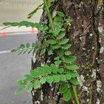 Diphysa americana ᱥᱟᱠᱟᱢ