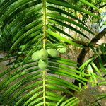 Cephalotaxus fortunei Leaf