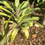 Billbergia zebrina 葉