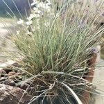 Festuca glauca Blad