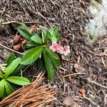 Chimaphila umbellata 花