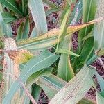 Sorghum bicolor Foglia