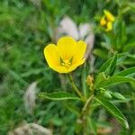 Ludwigia adscendens Blüte