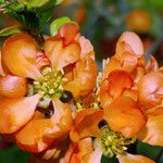 Chaenomeles × superba Flower