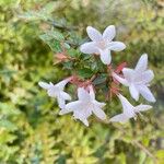 Abelia grandiflora Цветок