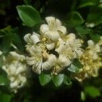 Murraya paniculata Blüte