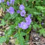 Phacelia bipinnatifida Flor