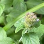 Mentha aquatica Fruit