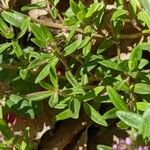 Thymus longicaulis Deilen