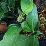 Nepenthes ampullaria Leaf