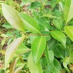 Syzygium guineense Folha