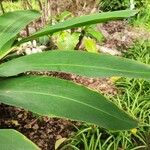 Alpinia zerumbet Leaf