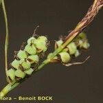 Carex tomentosa Fruit