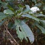 Pycnandra gordoniifolia موطن