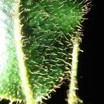 Elaphoglossum cinnamomeum Leaf
