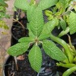 Salvia corrugata Hoja