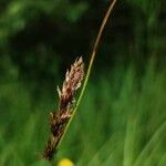 Carex disticha Floare