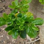 Azara dentata Fulla