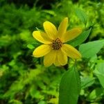 Helianthus divaricatus Çiçek