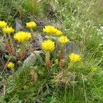 Sedum rupestre موطن