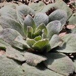 Verbascum boerhavii Celota