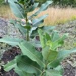 Asclepias sullivantii Листок