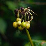 Tacca leontopetaloides Плід