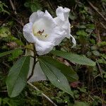 Rhododendron lindleyi