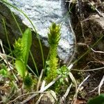 Selaginella selaginoides Levél