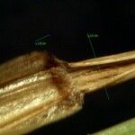 Vulpia unilateralis 葉