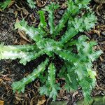 Asplenium scolopendrium Plante entière