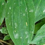 Uvularia grandiflora Leaf