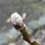 Malus domestica Leaf