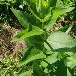 Silphium integrifolium পাতা