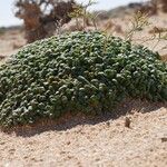 Limonium minutum Foglia