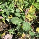 Mentha longifolia Leaf