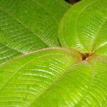 Miconia crenulata Blad