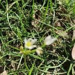 Nothoscordum bivalve Hábito